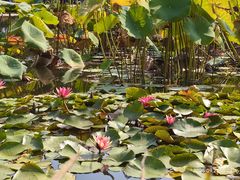 -国家植物园南园