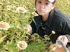 -莲花山花海