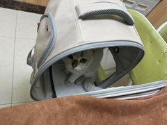 -瑞鹏宠物医院·夜间急症·心超·猫科(祖庙分店)