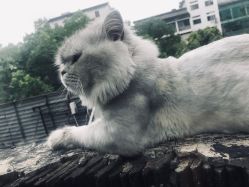 点击看大图 -蚂蚁造型沙龙