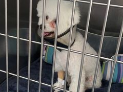 -宠颐生猫科·内科皮肤科(西平世纪城店)