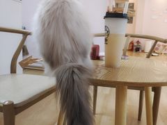 -猫咪派对(江南西店)