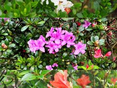 -梧桐山风景名胜区