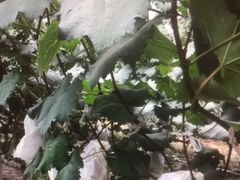 -马陆小张葡萄园农家乐