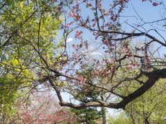 -桃花堤公园