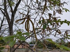 -苏家围·东江画廊旅游景区