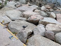-深圳湾公园(南山区)
