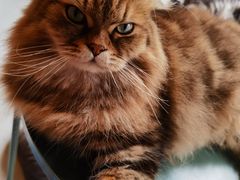 -猫儿山۰猫主题餐厅