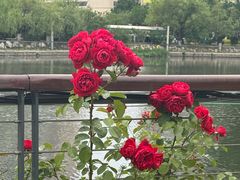 -山东大学(威海校区)