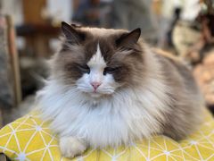 -喵屿·大理花园猫咖