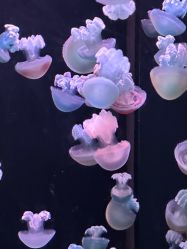 -Zoolung Zoolung动物主题公园(海信广场店)