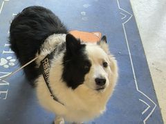 -宠颐生动物医院·心脏科·保险定点(锦阳分院)