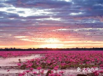 绝美秘境 万亩睡莲 绽放梦幻地平线