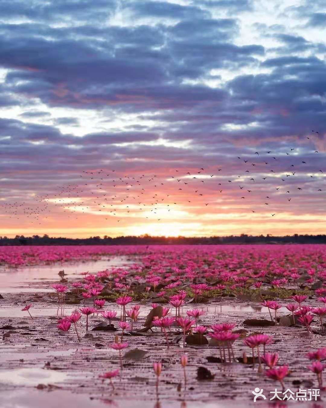 绝美秘境 万亩睡莲 绽放梦幻地平线