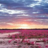 绝美秘境 万亩睡莲 绽放梦幻地平线