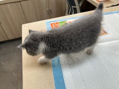 -虹泰宠物医院 ·旗舰店·24h(南秀路店)