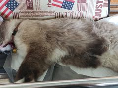 -瑞派长江宠物医院·猫科·外科·24小时夜护(谊城公寓分院)