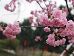 -天适樱花悠乐园