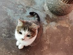 -喵屿·大理花园猫咖