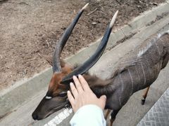 -清迈夜间动物园