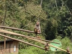 -西双版纳原始森林公园