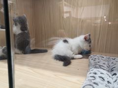 -屋虎猫馆(宝安大仟里店)