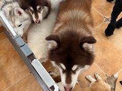 -Let's go狗咖·猫咖·奶狗·桌游(春熙路IFS店)