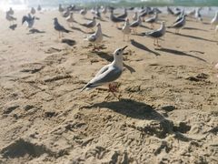 -海云台海滩