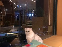 -CAT’S MEWSTAR CAFE·喵星球猫屋(晴湾咖啡店)
