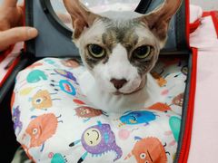 -纳吉亚猫专科动物诊疗中心(蒋宅口分院)