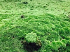 -西芳寺(苔寺)
