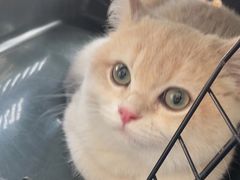 -伟伟宠物医院·瑞派猫友好医院·猫科(光谷店)