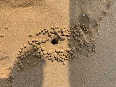 -日照海滨国家森林公园