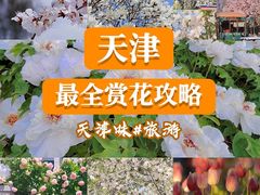 -桃花堤公园