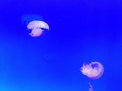 -上海海洋水族馆