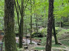 -牛背梁国家森林公园