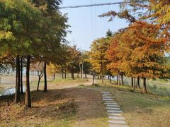 -上海长兴岛郊野公园