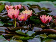 -国家植物园南园