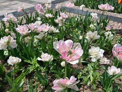 -石家庄市植物园