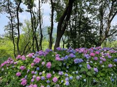 -西湖风景区-江洋畈生态公园