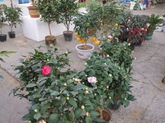 -中环花鸟鱼虫市场