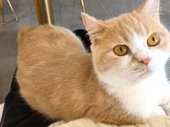 -飞行喵MR PILOT|猫舍·猫咖(静安大融城店)