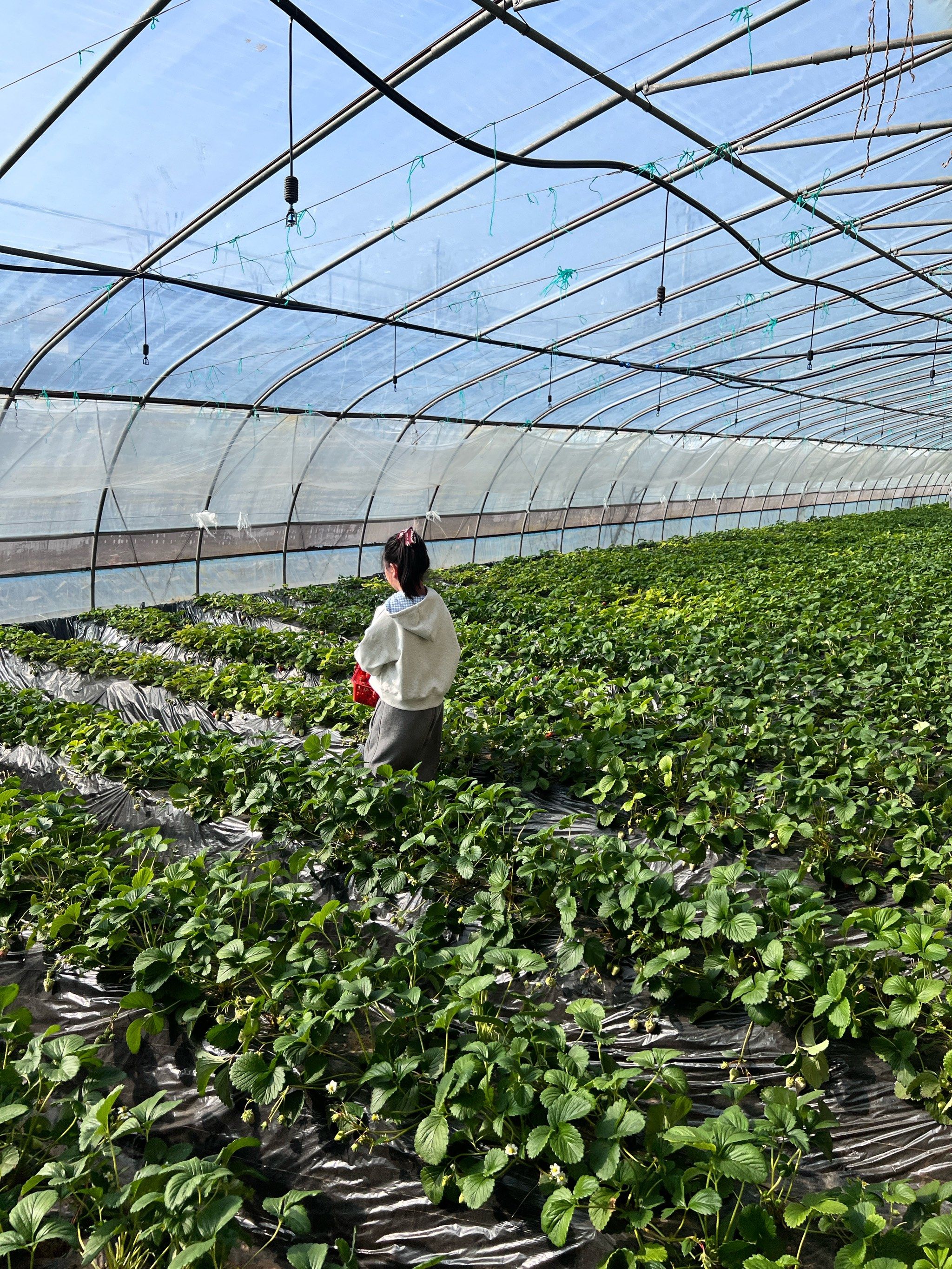 春天必须要来的草莓园