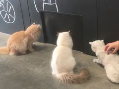 -瞄一喵猫咖(格力海岸店)