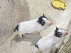 -苏州海洋馆