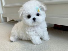 -宠爱多约克夏马尔济斯泰迪小型犬专卖