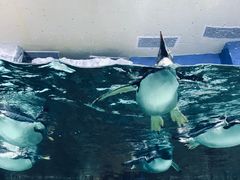 -成都浩海立方海洋公园