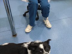 -贝康宠物医院·犬猫全科·小动物特色诊疗中心(东环路店)