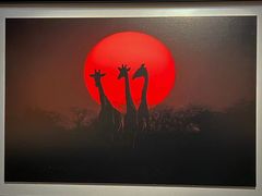 -罗红摄影艺术馆