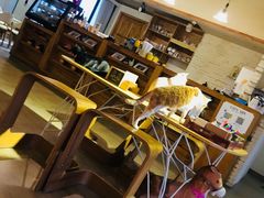 -猫咖时代(中山亭店)